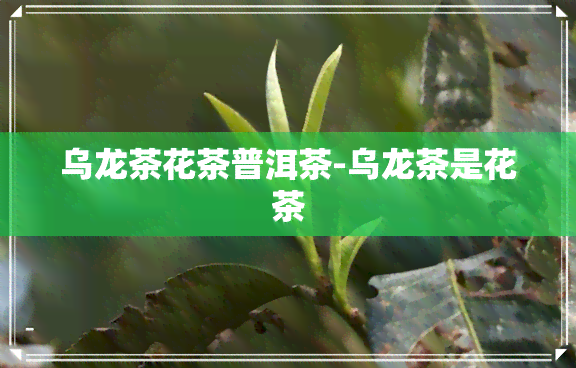 乌龙茶花茶普洱茶-乌龙茶是花茶