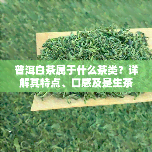 普洱白茶属于什么茶类？详解其特点、口感及是生茶还是熟茶