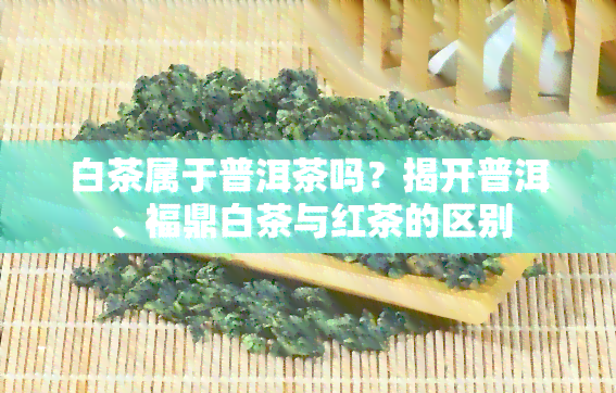 白茶属于普洱茶吗？揭开普洱、福鼎白茶与红茶的区别