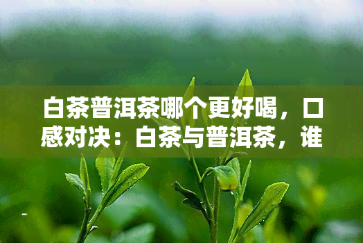 白茶普洱茶哪个更好喝，口感对决：白茶与普洱茶，谁更胜一筹？