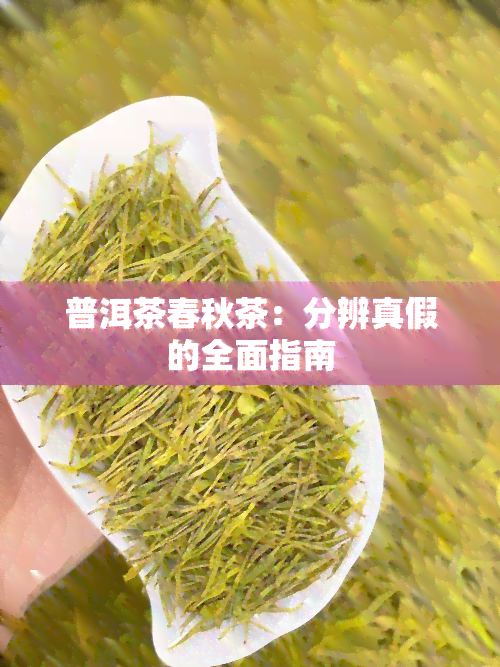 普洱茶春秋茶：分辨真假的全面指南