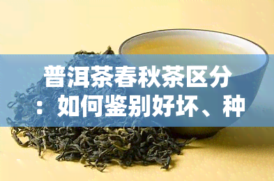 普洱茶春秋茶区分：如何鉴别好坏、种类及价格？