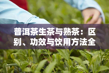 普洱茶生茶与熟茶：区别、功效与饮用方法全解析