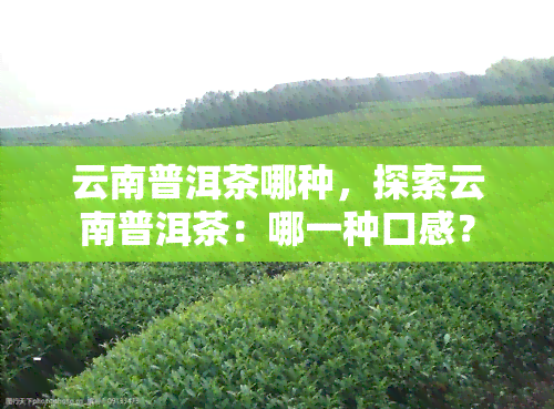 云南普洱茶哪种，探索云南普洱茶：哪一种口感？