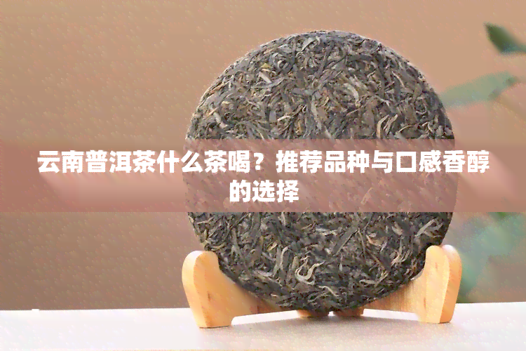 云南普洱茶什么茶喝？推荐品种与口感香醇的选择