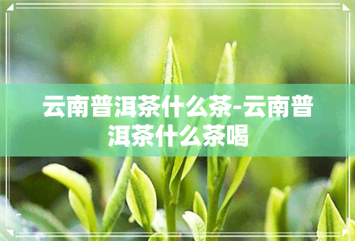 云南普洱茶什么茶-云南普洱茶什么茶喝