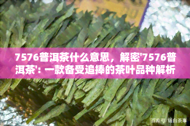 7576普洱茶什么意思，解密'7576普洱茶': 一款备受追捧的茶叶品种解析