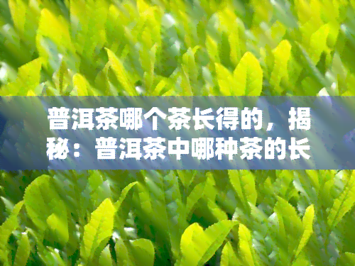 普洱茶哪个茶长得的，揭秘：普洱茶中哪种茶的长相更优？