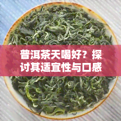 普洱茶天喝好？探讨其适宜性与口感