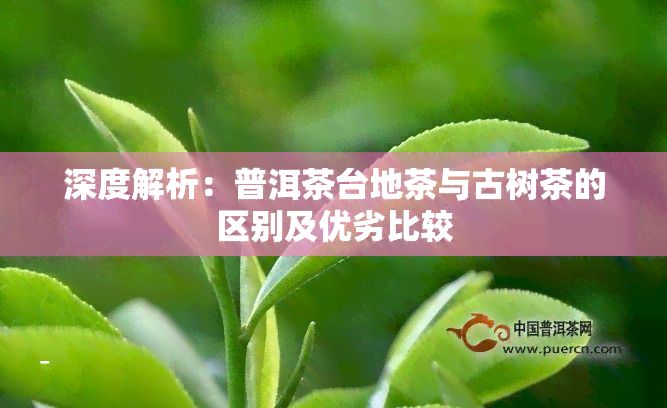 深度解析：普洱茶台地茶与古树茶的区别及优劣比较