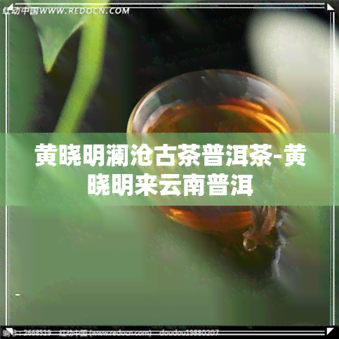 黄晓明澜沧古茶普洱茶-黄晓明来云南普洱