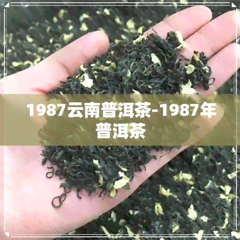 1987云南普洱茶-1987年普洱茶