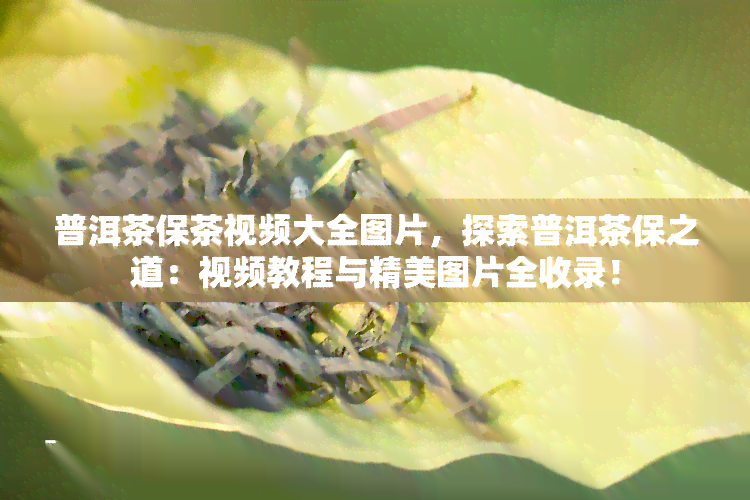 普洱茶保茶视频大全图片，探索普洱茶保之道：视频教程与精美图片全收录！