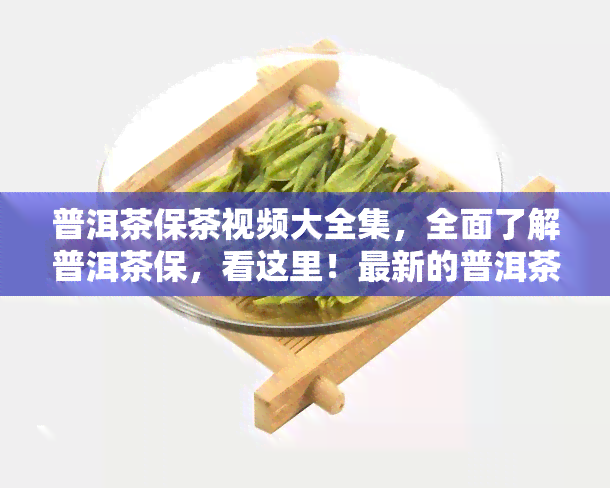 普洱茶保茶视频大全集，全面了解普洱茶保，看这里！最新的普洱茶视频大全集