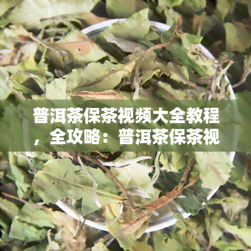 普洱茶保茶视频大全教程，全攻略：普洱茶保茶视频教程大 *** 