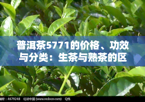 普洱茶5771的价格、功效与分类：生茶与熟茶的区别与选择