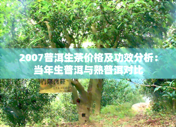 2007普洱生茶价格及功效分析：当年生普洱与熟普洱对比