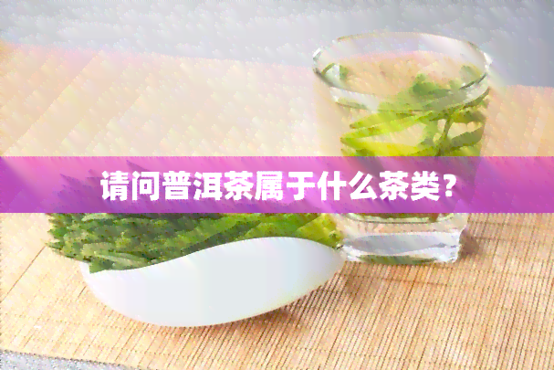 请问普洱茶属于什么茶类？