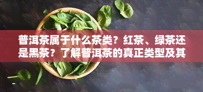 普洱茶属于什么茶类？红茶、绿茶还是黑茶？了解普洱茶的真正类型及其可能的危害