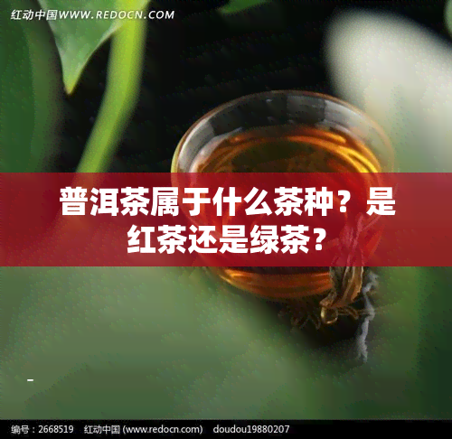 普洱茶属于什么茶种？是红茶还是绿茶？