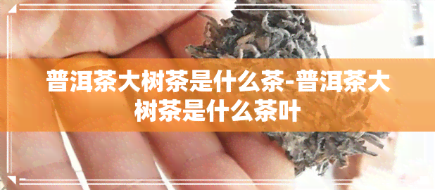 普洱茶大树茶是什么茶-普洱茶大树茶是什么茶叶