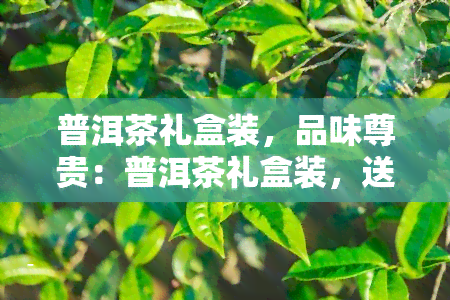 普洱茶礼盒装，品味尊贵：普洱茶礼盒装，送礼自享两相宜