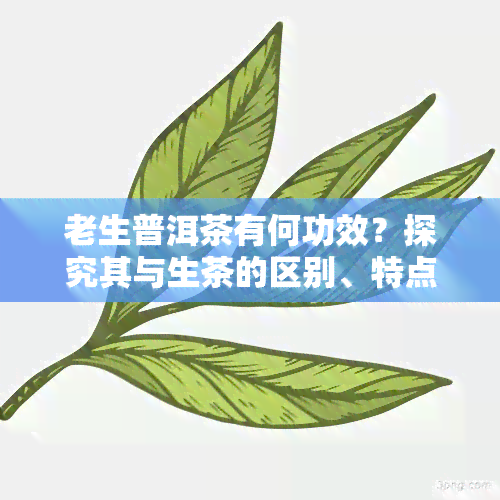 老生普洱茶有何功效？探究其与生茶的区别、特点及作用