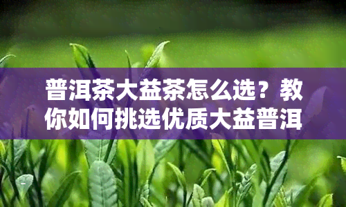 普洱茶大益茶怎么选？教你如何挑选优质大益普洱茶，性价比高、口感佳的大益普洱茶型号推荐！