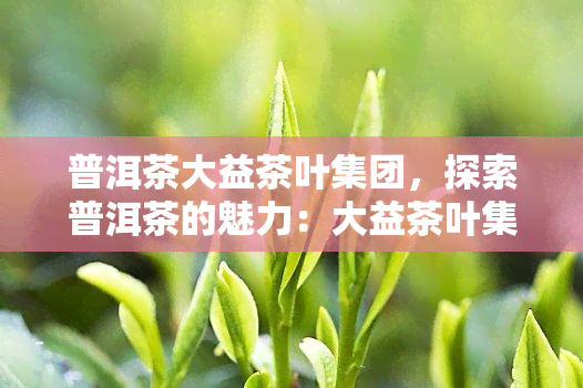 普洱茶大益茶叶集团，探索普洱茶的魅力：大益茶叶集团的介绍