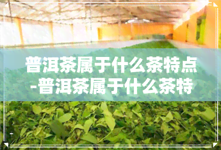 普洱茶属于什么茶特点-普洱茶属于什么茶特点的