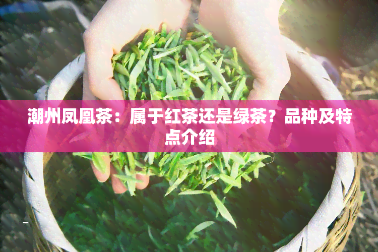 潮州凤凰茶：属于红茶还是绿茶？品种及特点介绍