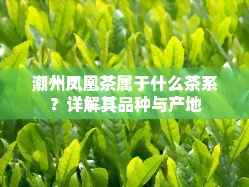 潮州凤凰茶属于什么茶系？详解其品种与产地