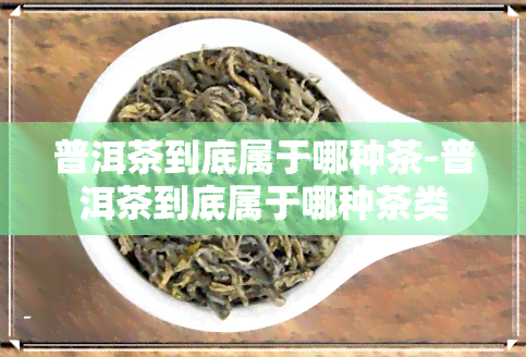 普洱茶到底属于哪种茶-普洱茶到底属于哪种茶类