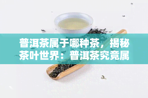 普洱茶属于哪种茶，揭秘茶叶世界：普洱茶究竟属于哪一种？