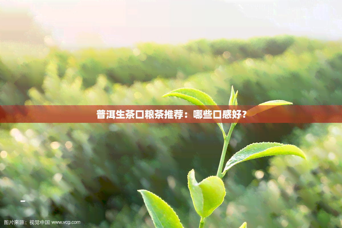 普洱生茶口粮茶推荐：哪些口感好？