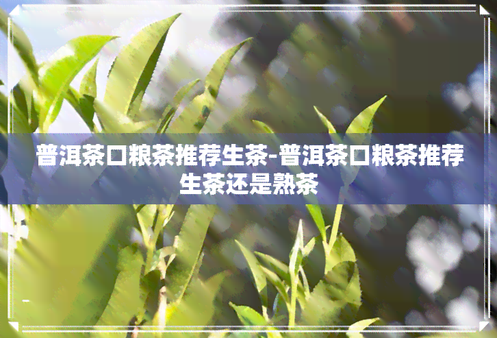 普洱茶口粮茶推荐生茶-普洱茶口粮茶推荐生茶还是熟茶