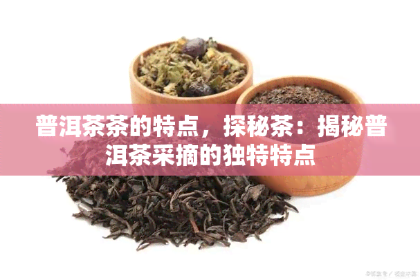 普洱茶茶的特点，探秘茶：揭秘普洱茶采摘的独特特点