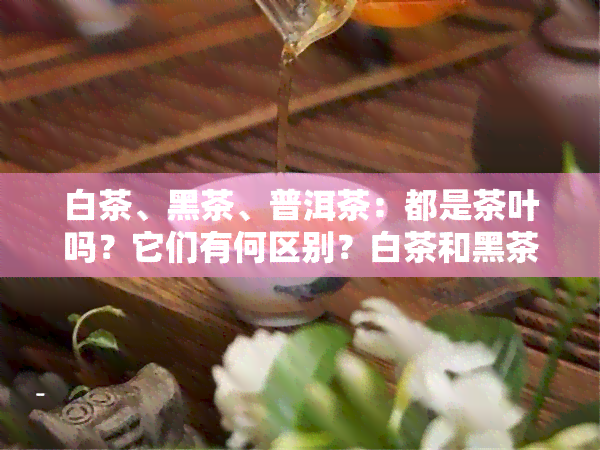 白茶、黑茶、普洱茶：都是茶叶吗？它们有何区别？白茶和黑茶的价值比较。