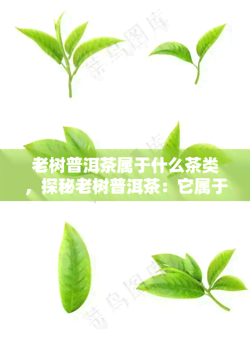 老树普洱茶属于什么茶类，探秘老树普洱茶：它属于哪种茶类？