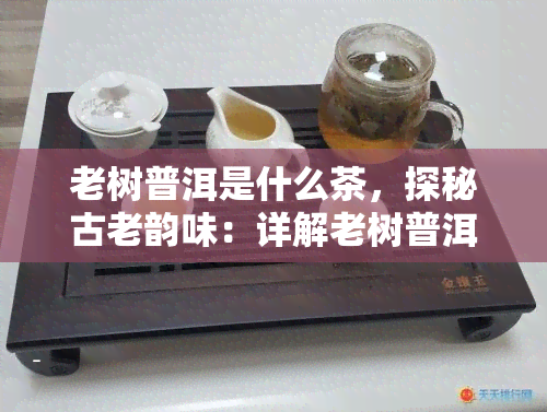 老树普洱是什么茶，探秘古老韵味：详解老树普洱茶的品种与特点