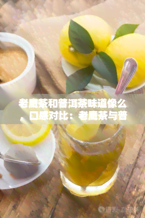 老鹰茶和普洱茶味道像么，口感对比：老鹰茶与普洱茶有何异同？