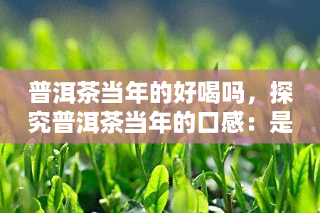 普洱茶当年的好喝吗，探究普洱茶当年的口感：是否好喝？