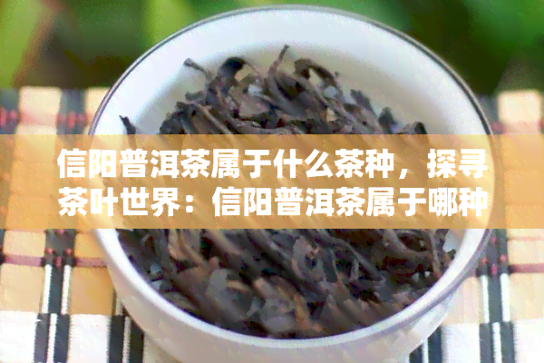 信阳普洱茶属于什么茶种，探寻茶叶世界：信阳普洱茶属于哪种茶种？