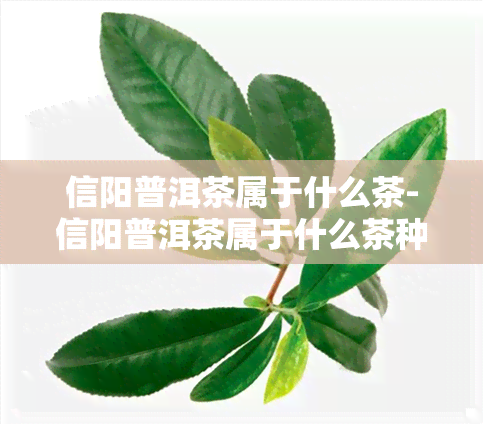 信阳普洱茶属于什么茶-信阳普洱茶属于什么茶种