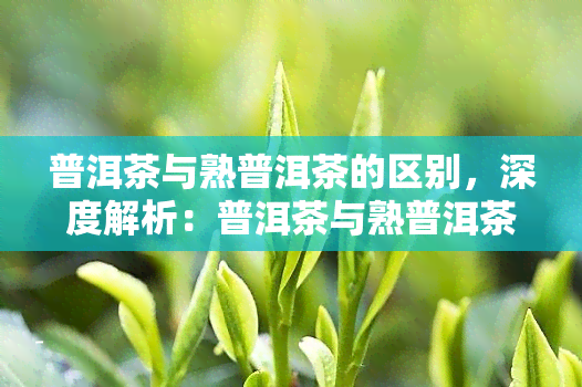 普洱茶与熟普洱茶的区别，深度解析：普洱茶与熟普洱茶的五大区别