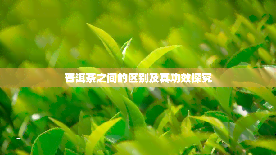 普洱茶之间的区别及其功效探究