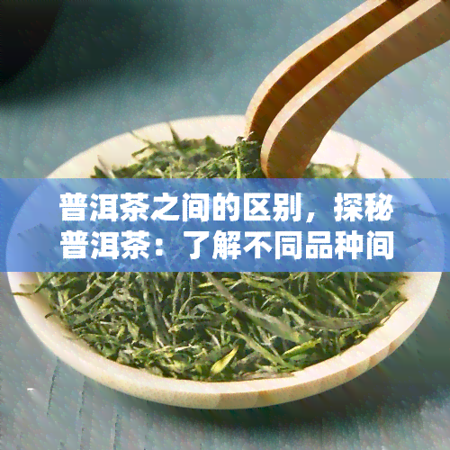 普洱茶之间的区别，探秘普洱茶：了解不同品种间的差异与特点