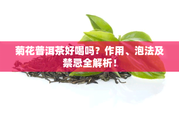 菊花普洱茶好喝吗？作用、泡法及禁忌全解析！