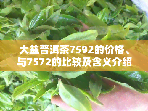 大益普洱茶7592的价格、与7572的比较及含义介绍