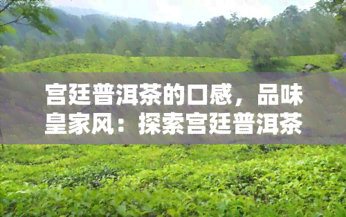 宫廷普洱茶的口感，品味皇家风：探索宫廷普洱茶的独特口感